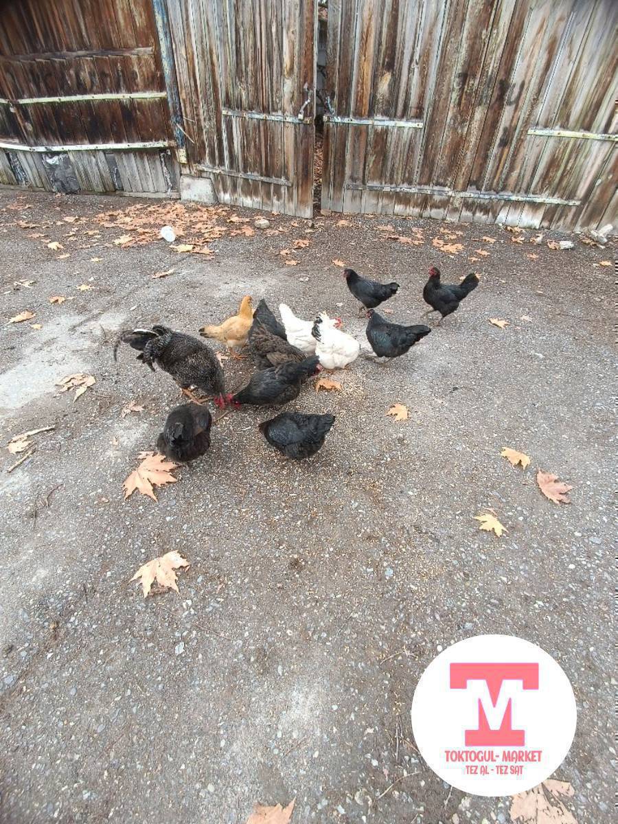 тооктор сатылат тууп башташты кыргыз тоок