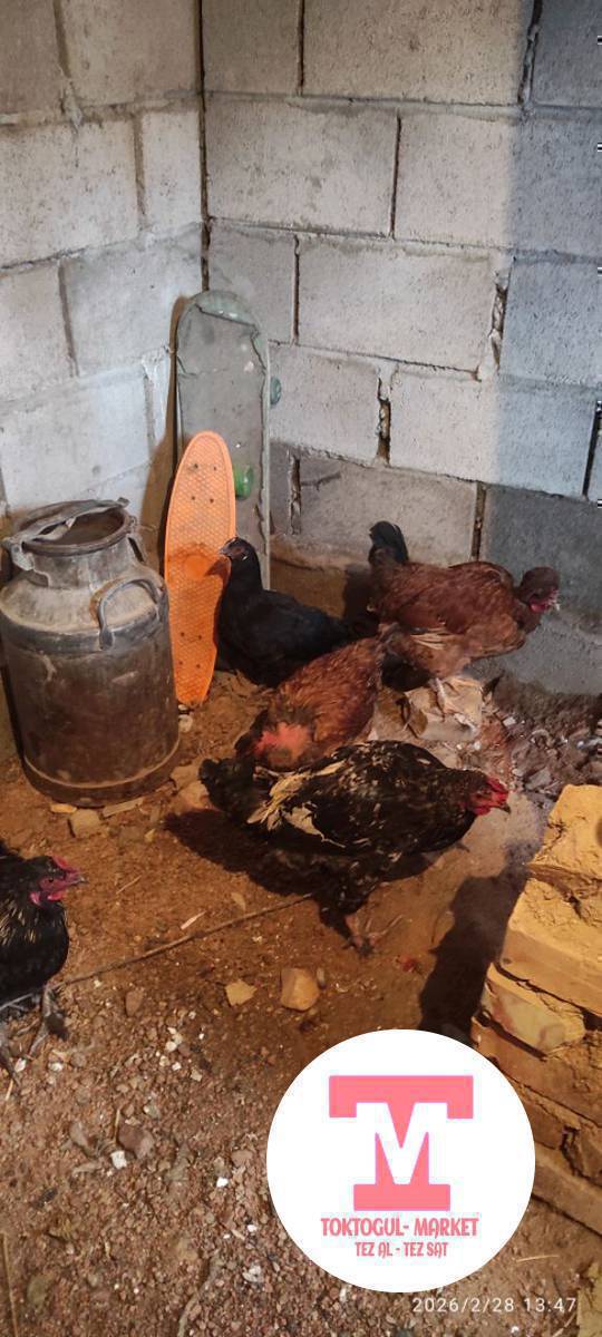 сатылат 5 шо 800 тон