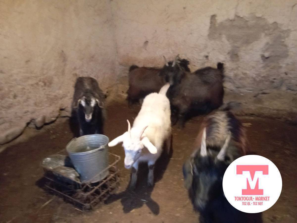 жемде турган чебичтер улактар сатылат союшка Адреси Бала -Чычкан айылында