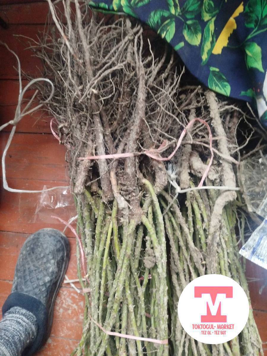 Роза кочоттору 40сом
базарда суткананын жанында