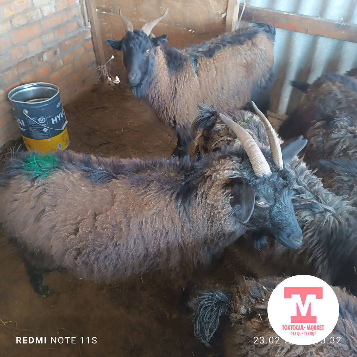 Сойушка Эчки 
Чон Серке
Чебич 
Эки тиш Текелер 
Улак Текелер сатылат.