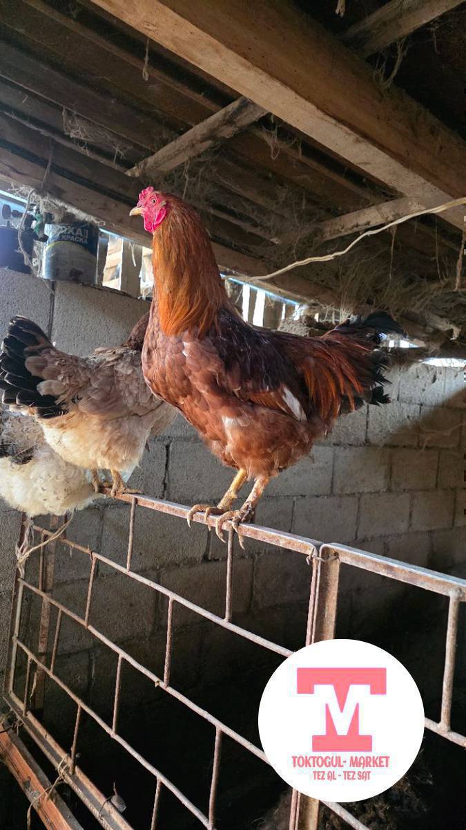 Короз, тооктор сатылат