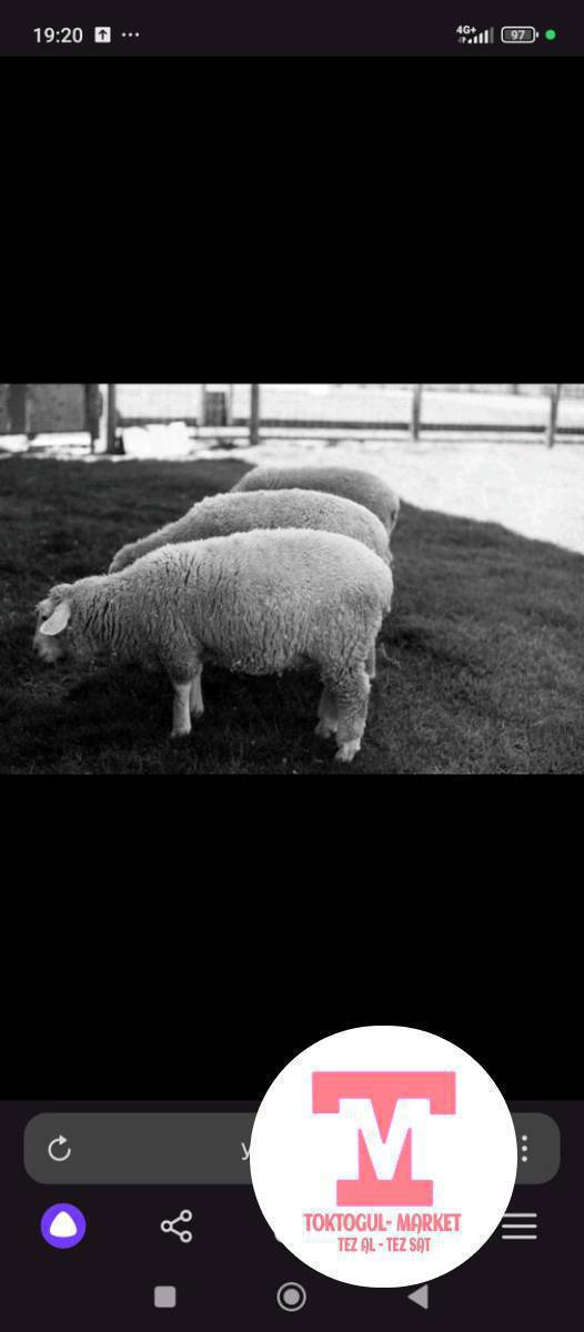 бооз кой болсо алам