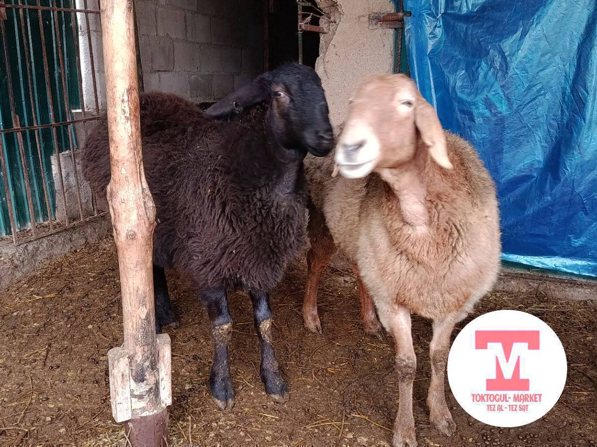 Ассалоому алейкум жамаат Койлор сатылат 31000 Ден Кеми болот.