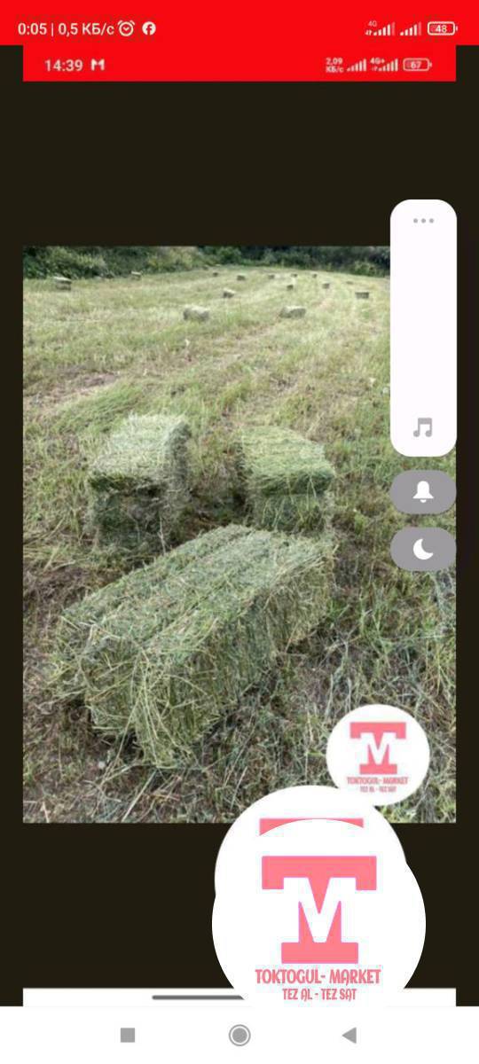 экинчи чабык беде сатылат таза местный доставка бар.