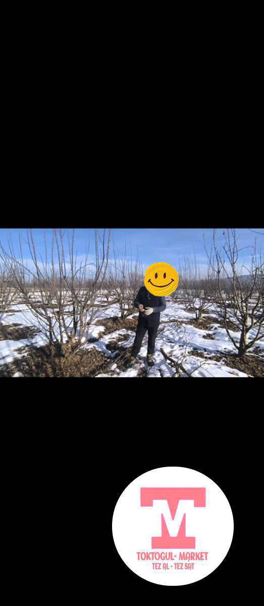 Алма бак бутайбыз
кыйыштырабыз