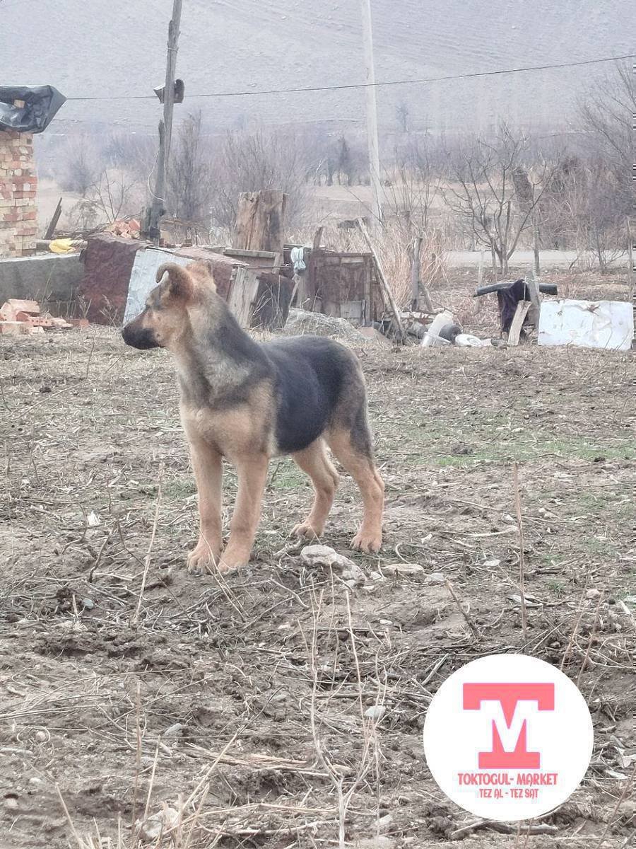 мал айдайт афчерка ургачы