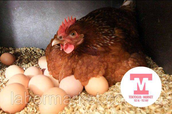 Жакшы чыгарган гурп тоок болсо алам