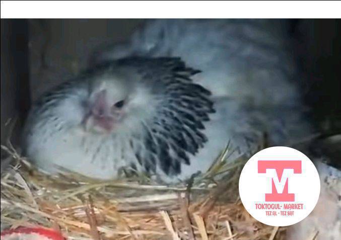 курп тоок алам 0770090979