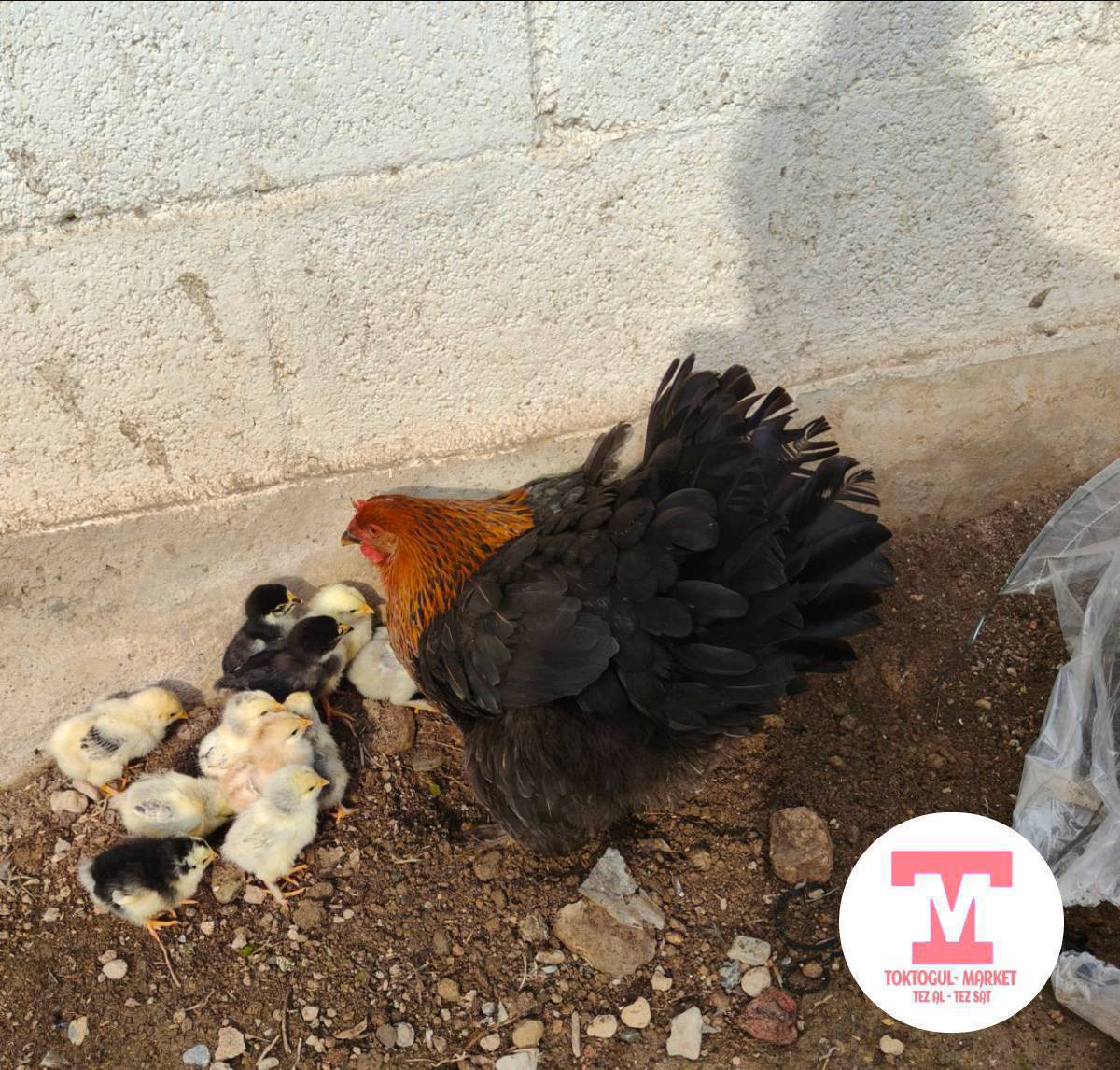 Сатылат,13 жөжөсү менен