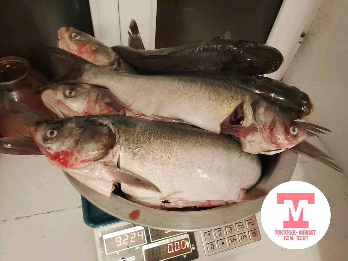 Свежий союлган тыйындары кырылган ичи тазаланган,таза вестеги кууруганга даяр толстолоб балыгы сатылат кг 400с
3кг Токтогул ичине доставка бар.
+++свежий сига балыгы бар.
0501582507
