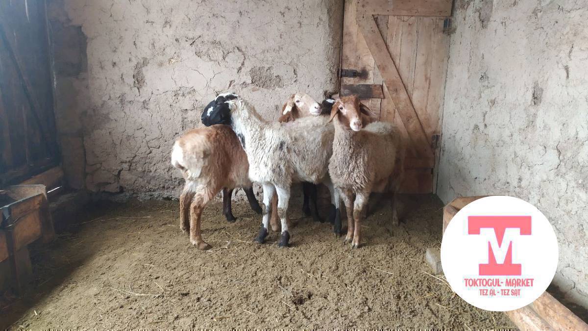 КОЗУЛАР САТЫЛАТ  ЖАРАЙТ МАЛ КЫЛСА БОЛОТ ДЕНСОЛУГУ ТАЗА 
2БАШ САРЫ УРГАЧЫ СОЮШКА ЖАРАЙТ 19000СОМДОН КЕМИ БАР 
1БАШ УРГАЧЫ ОРТО ЭТИ МЕНЕН 17000С 
ЧОН АК БЫЧМАЛ КОЗУ СЕМИЗ СОЮШКА 19000С 
ДОСТАВКА ТОКТОГУЛ ИЧИ БАР 
0700466557
0770310777