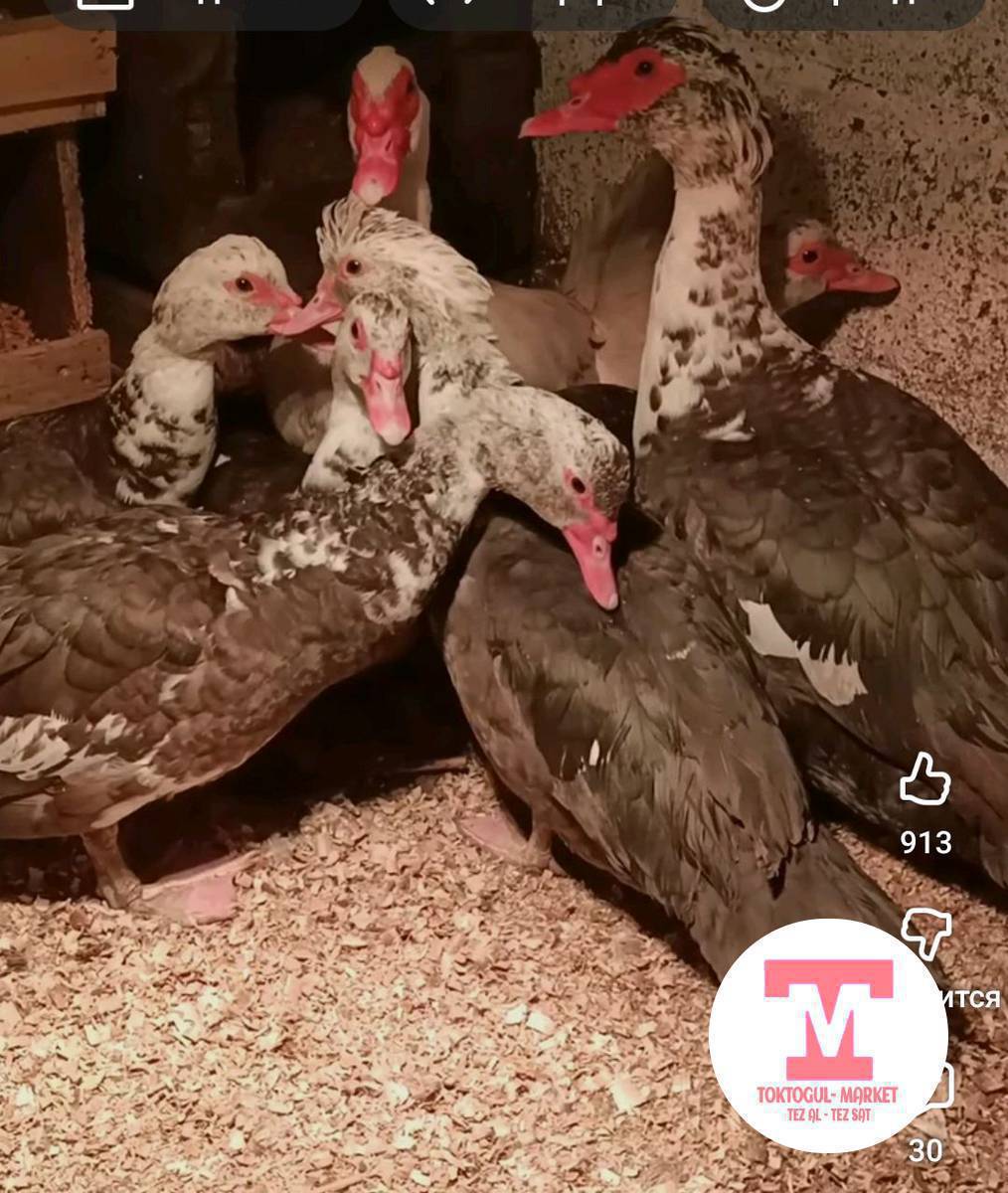 Индоутка сатып алам