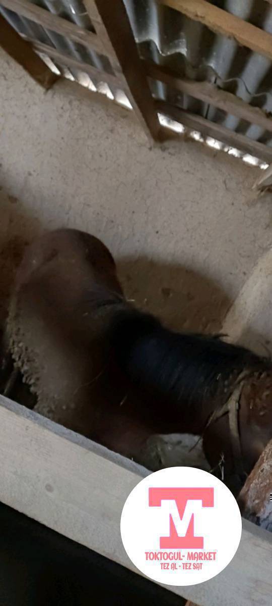 Байланган тайлар сатылат 75000с