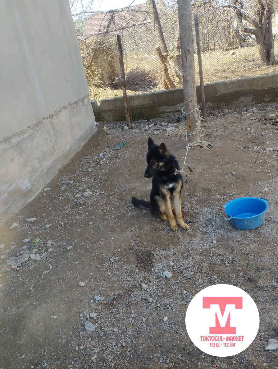 Авчерка сатылат жети айлык