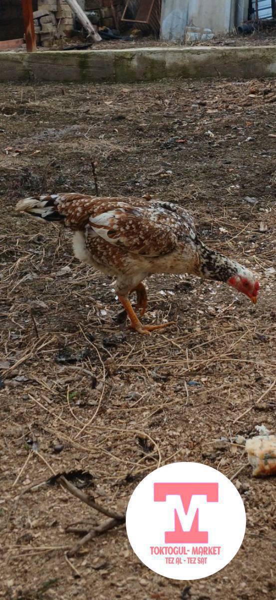 дакен тоок сатылат 10 айлык.