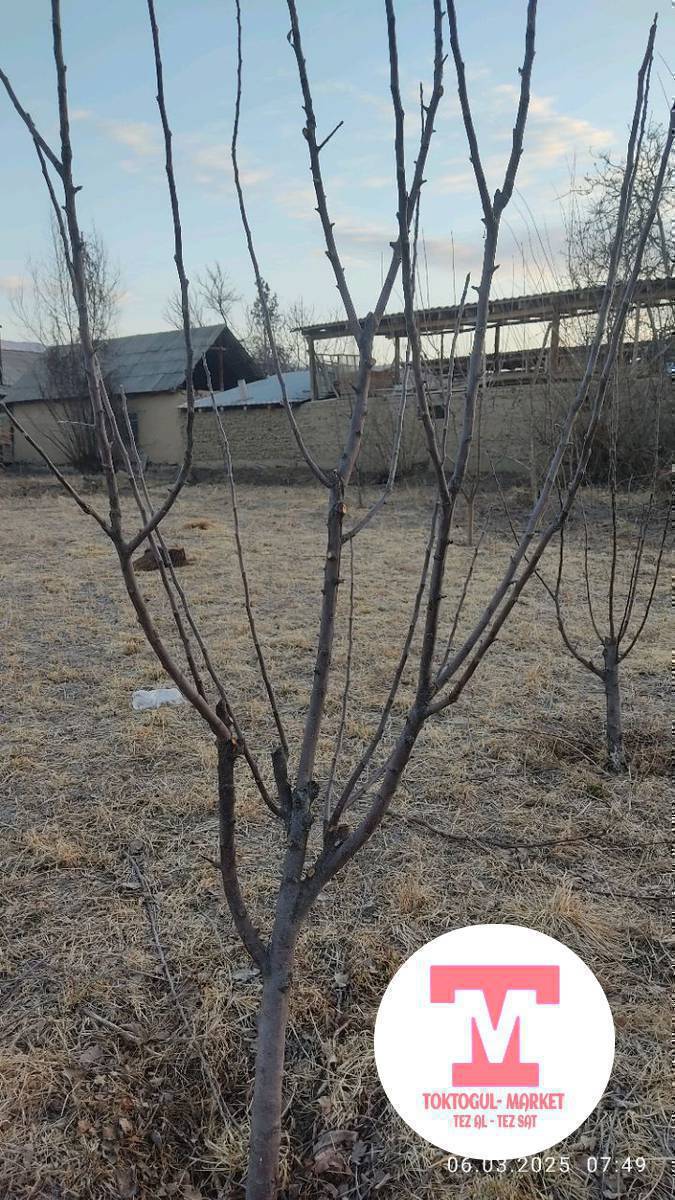 Алма бак буттайбыз Жана кыйыштырабыз