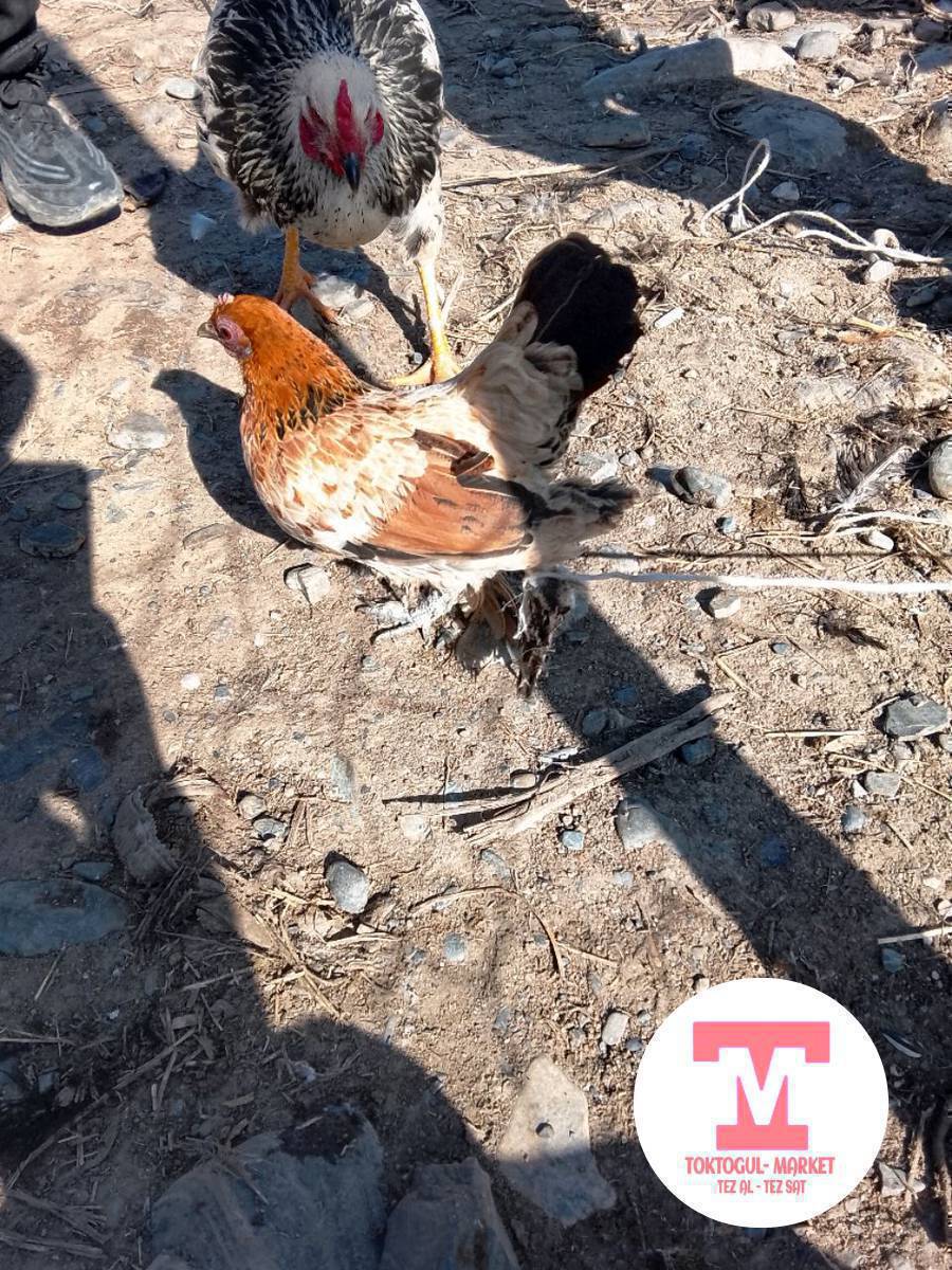 Ушул япон мектиш сатылат баасы 700сом тущуп берем 501969785номер