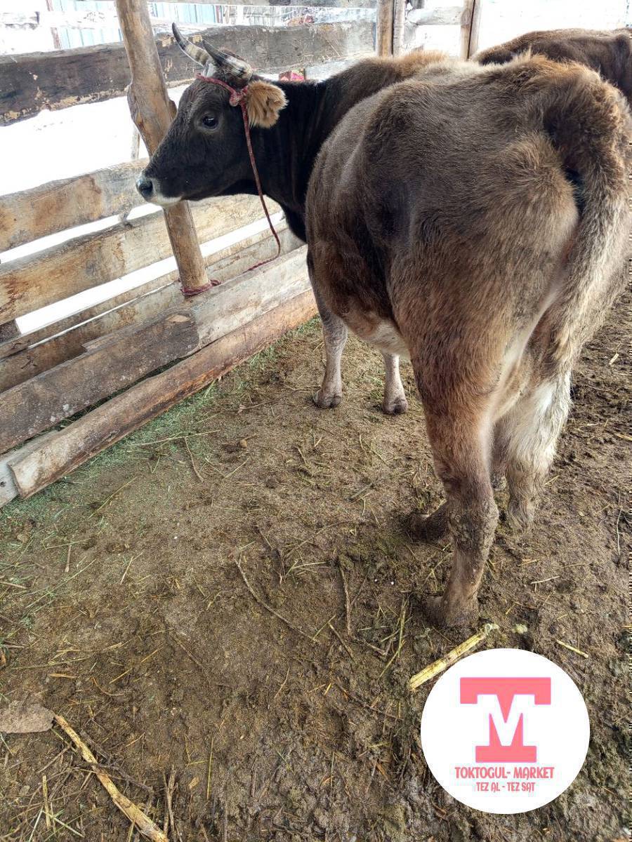 жайлоого саан уйларды субай уйларды алабыз жайы кышы жаз куз все сезонный карап багабыз