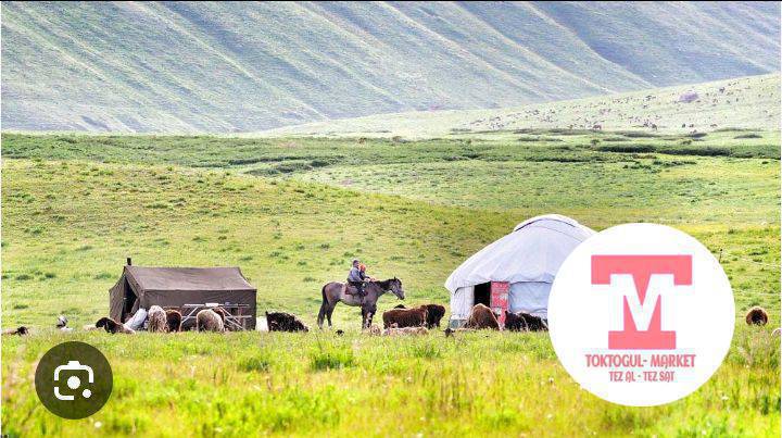 ЖАЙЛООГО МАЛ АЛАБЫЗ!!! Кошом десениздер байланыша бериңиздер 700сомдон Уй 🐄🐂 Жылкы 🐎 кар жааганча карай беребиз "Чычкан"  капчыгайы