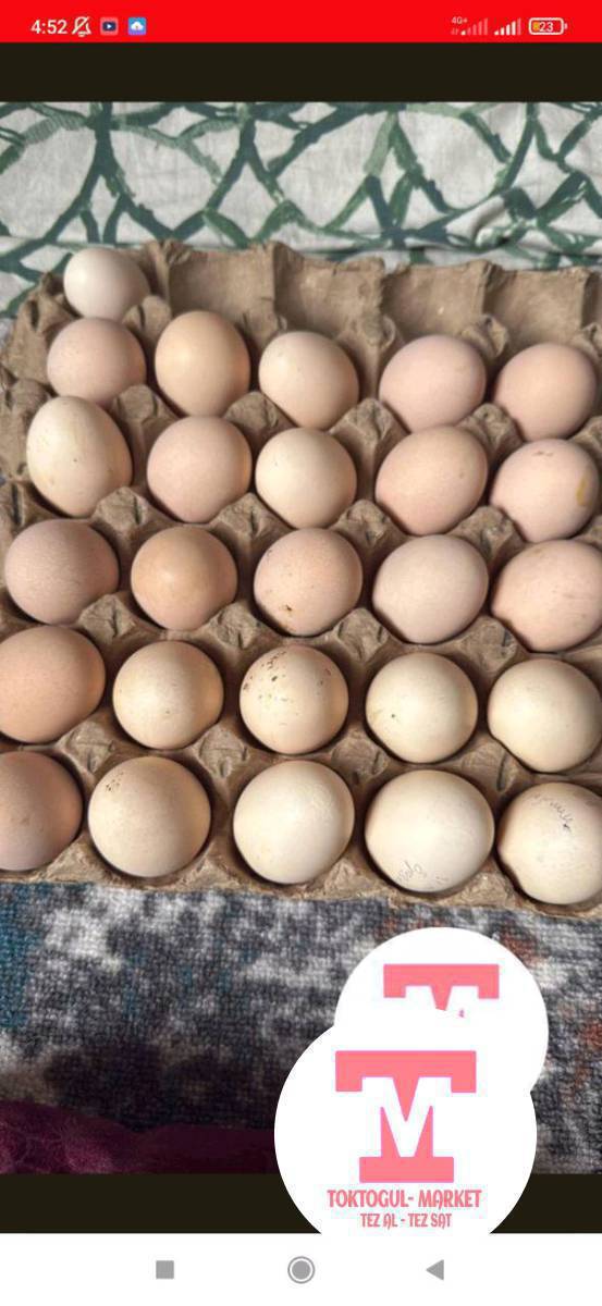 порода чон тооктордун жумурткалары сатылат бастырганга 20 сомдон