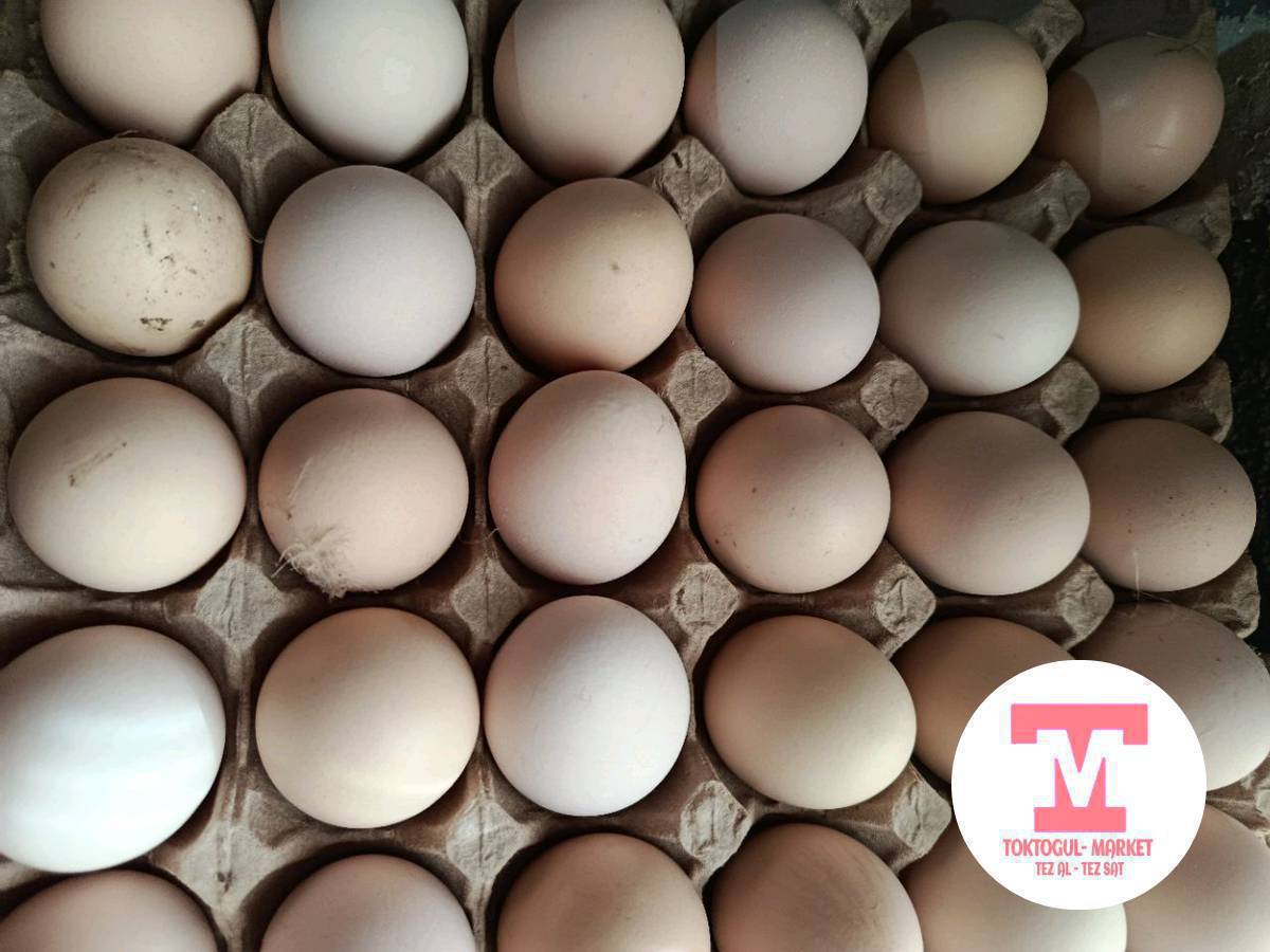 Дамашный жумуртка сатылат