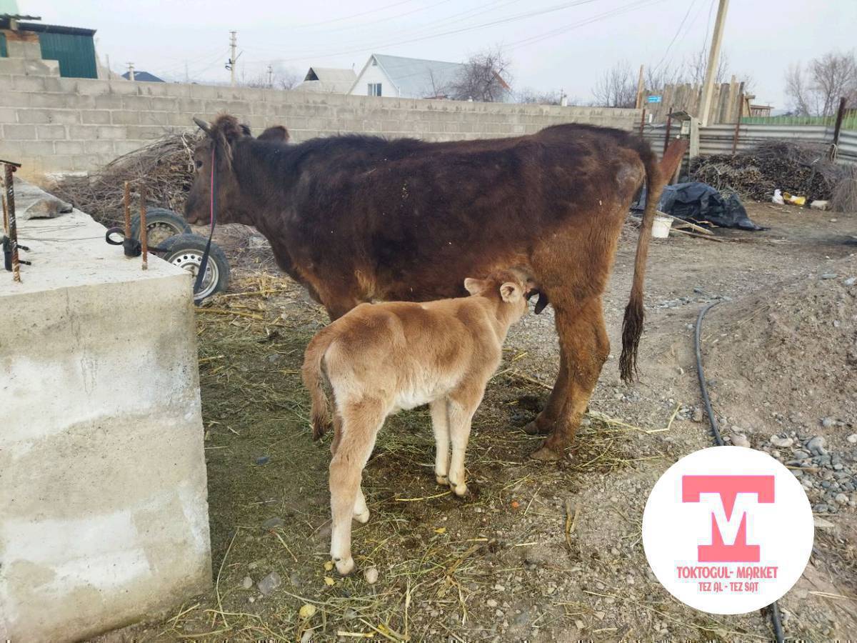 уйлар сатылат  биринчи туут кунажын торпогу эркек экинчиси саан Уй келишим баада