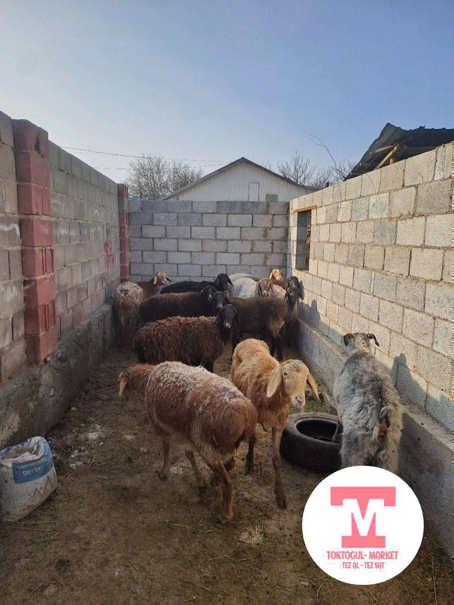 Кой козу ечки сойушка сатылат козулу койлор да сатылат келишим бада токтогул сентирде 1 микрайондо