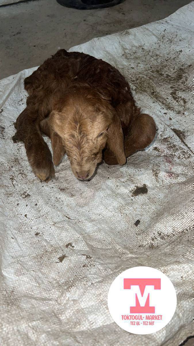 жетим козу улактарда алабыз