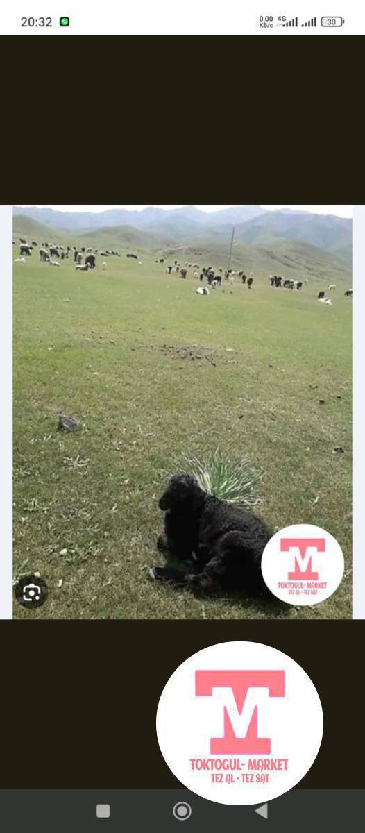 Малчыга жардамчы керек айлык акысын келишебис