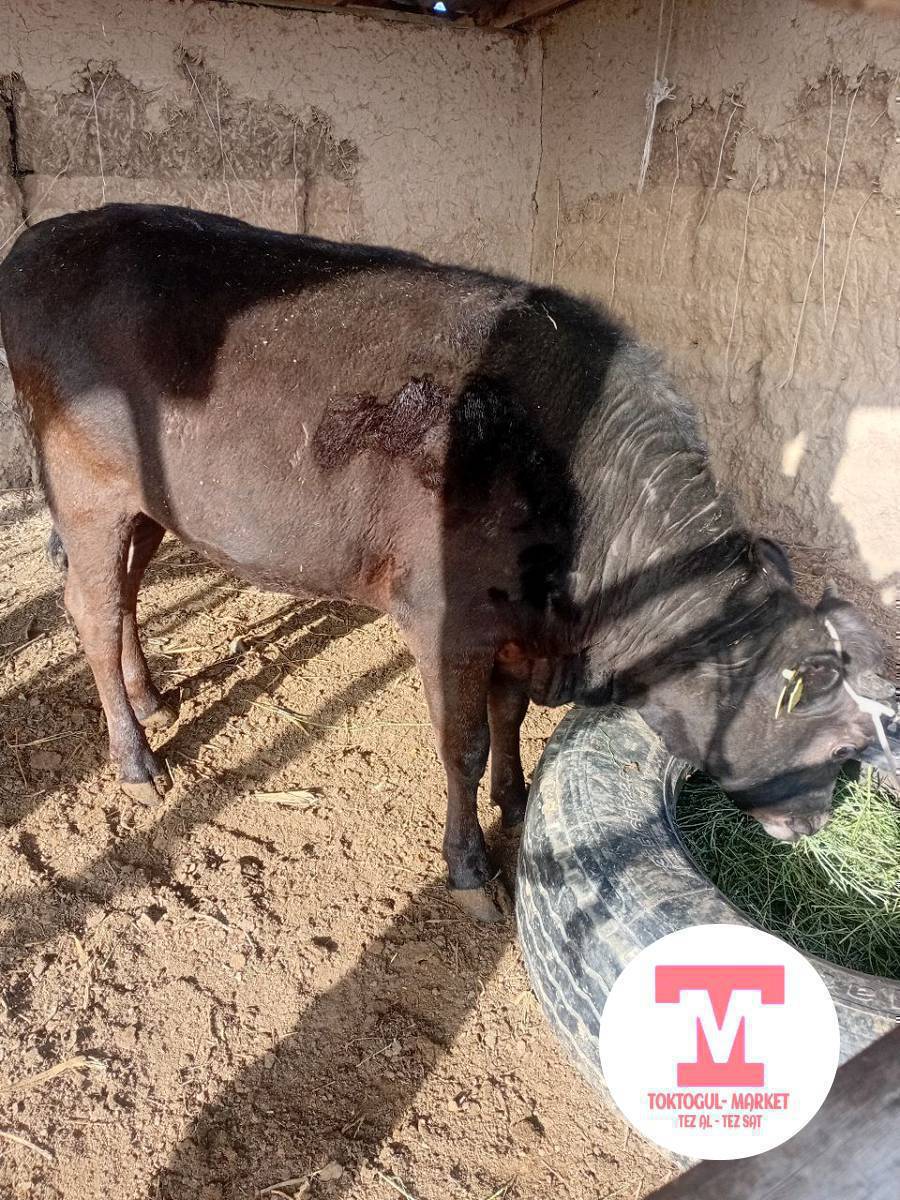 симиз кунажын ,торпок сатылат,келишим баада