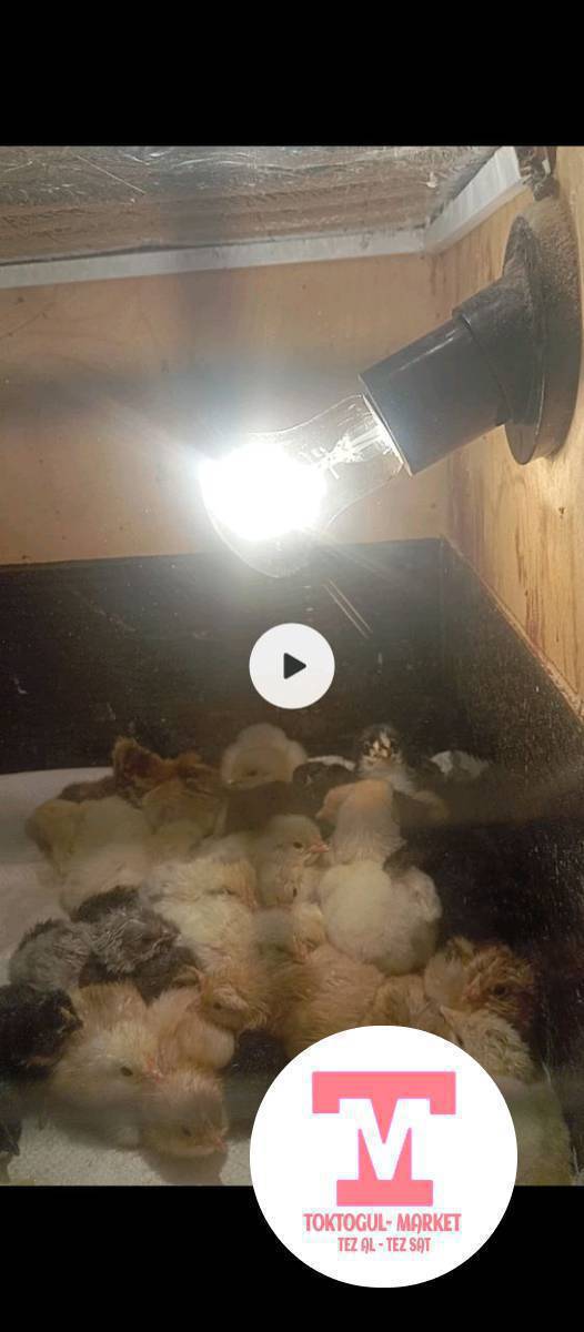 Суточный жөжөлөр сатылат күрп тооктун алдына салып койсо да болот.