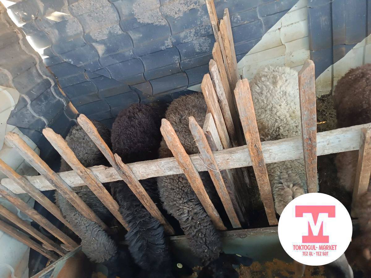 сойуштар бар 4 тиш нык семиз койлор 2 шт 27000 Ден тушуп берем 
1 шт козу 
1 шт курпон