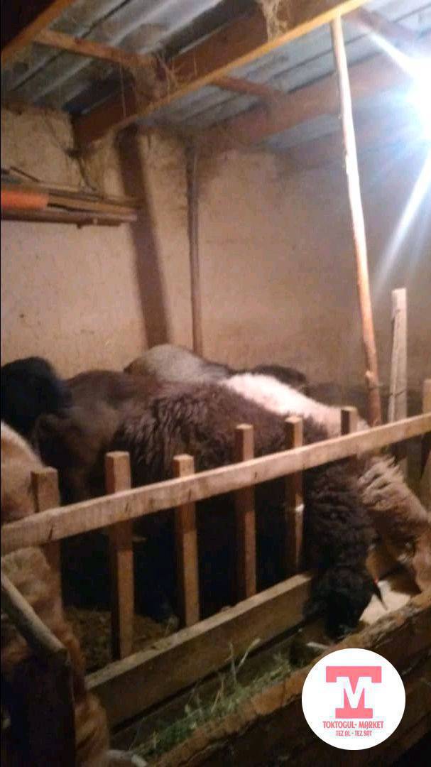 семис кой козулар сатылат 23. 25 чейин 508818540