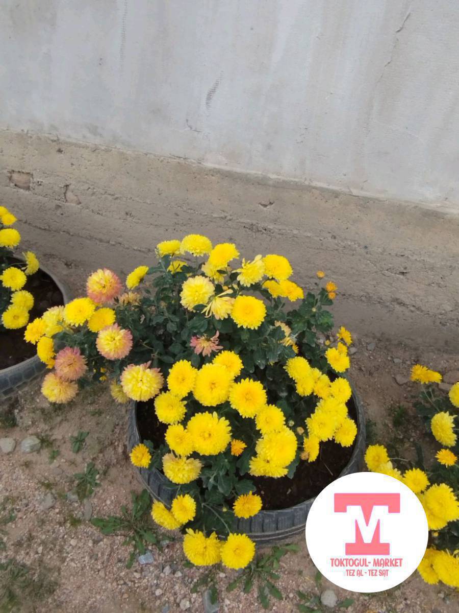 ушул гүлдөрдүн көчөттөрү сатылат