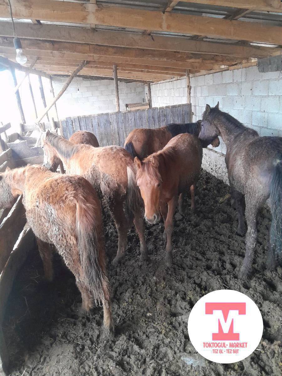 тайлар сатылат багылган.