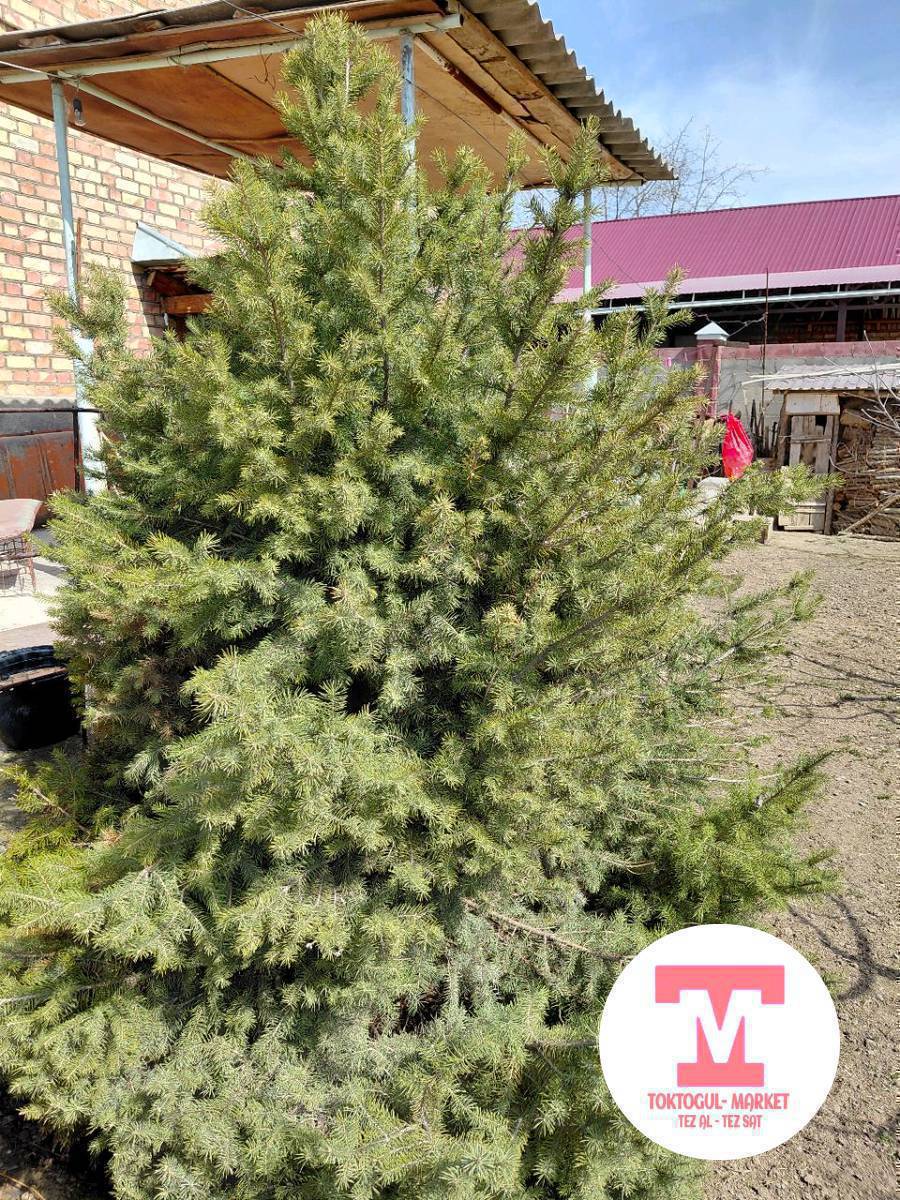 Ёлкалар сатылат,Келишим баада