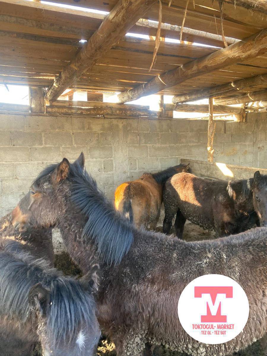 Семиз Тайлар сатылат баасы 85мин сомдон тандамайга, Козу, Эчки улактар сатылат келишим баа