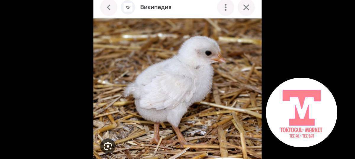 жаны чыгарылган жожо болсо алам кыргыз тооктукун.