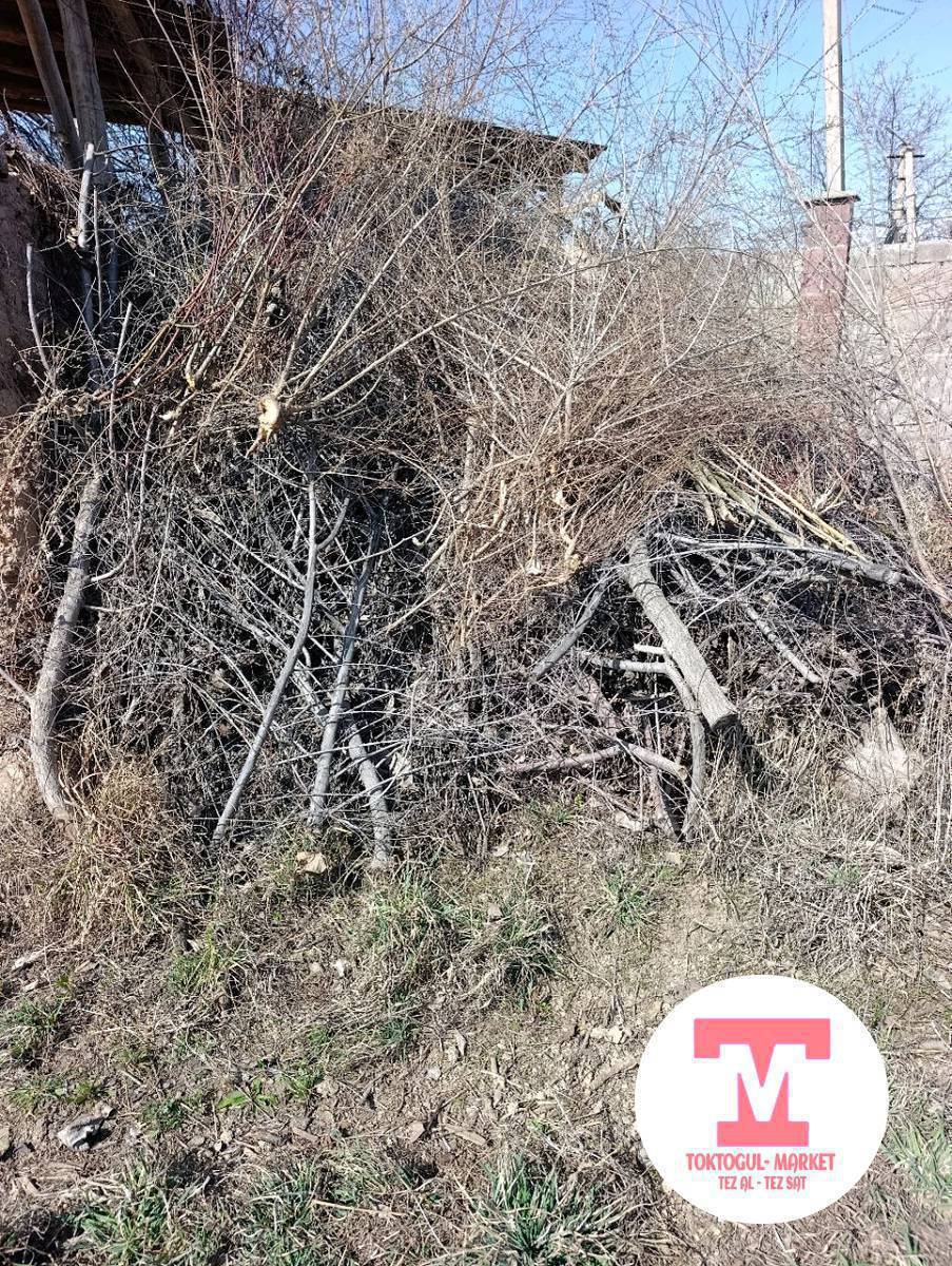 Чырпык сатылат 
Бир Портер -500сом жоонурактары
Майдасы бекер алсанар болот