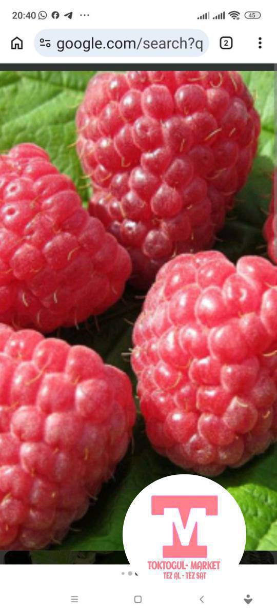 Малинанын Геракл сортундагы көчөттөр 20сомдон жана лохнес сортундагы түшүмү мол ежевиканын көчөттөрү 100сомдон сатылат.