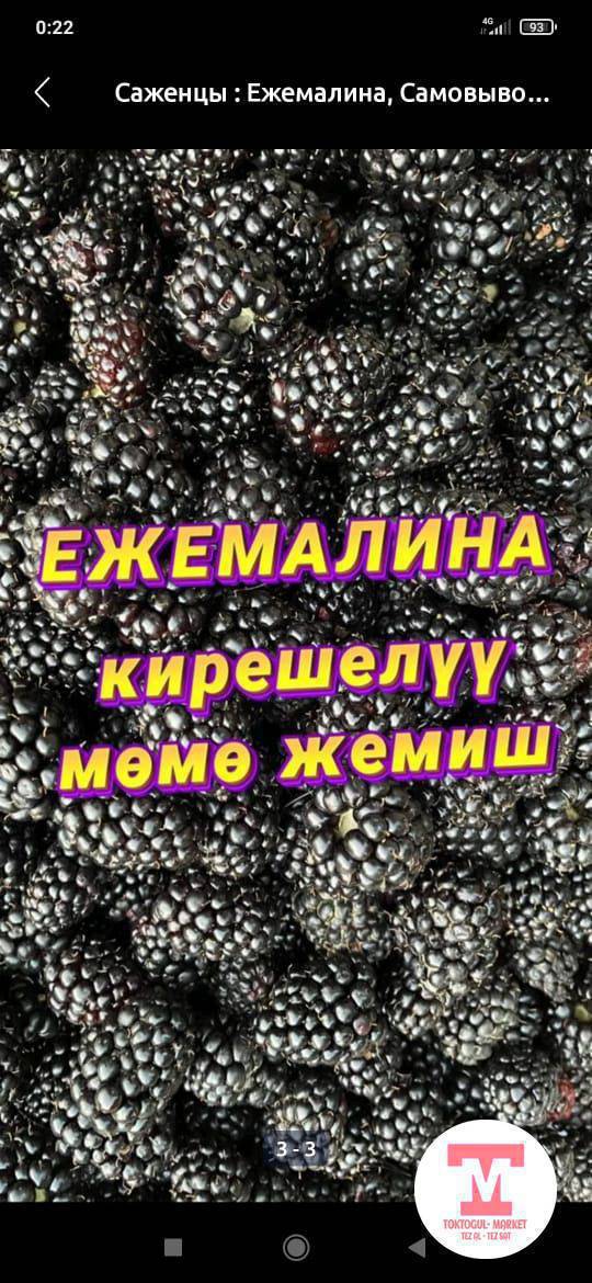 Эжевейка булдуркон кочоттор сатылат.
Сорт Лох Несс 1-2-3жылдык кочоттор.
Баасы 50- 80-100-150. тел0503150283.