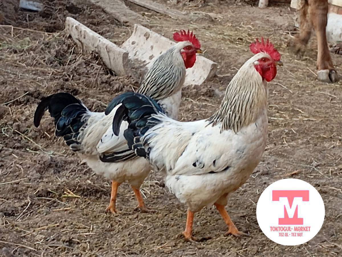 Адлер короз сатылат. 2шт. Ар бири 1000 сомдон.