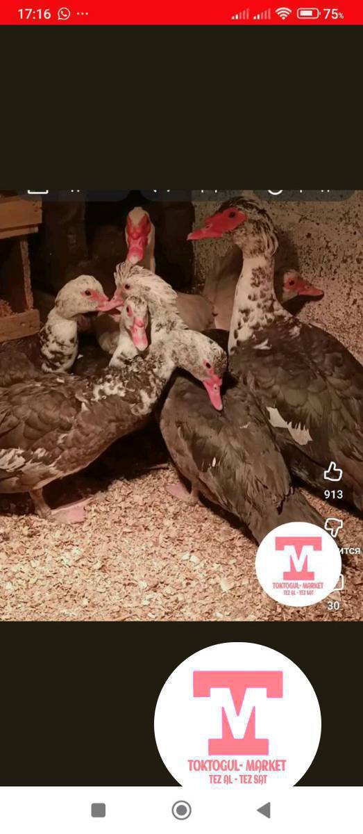 ассалому алейкум жаамат кимде ушундай өрдөктүн корозу бар болсо сатып алам