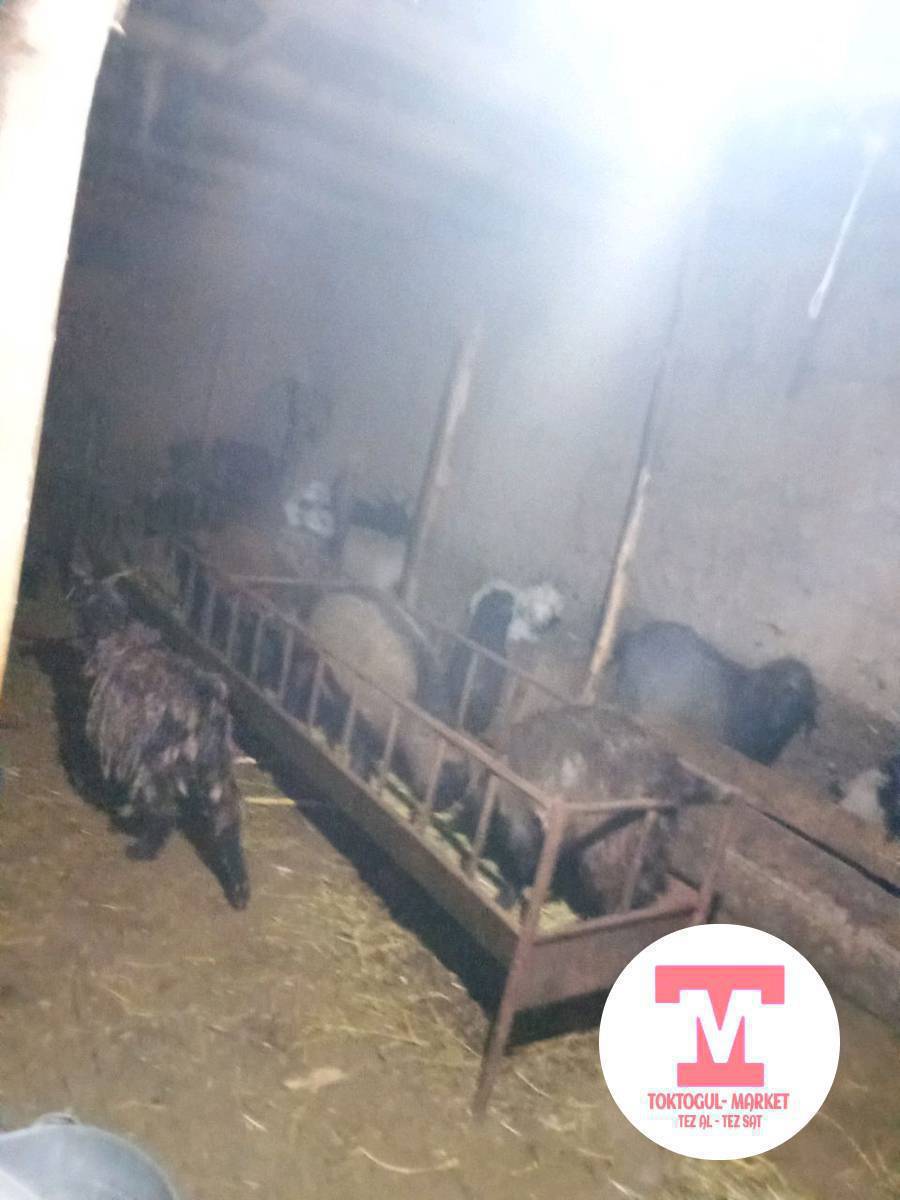 Эчки улактары менен бооз чебичтер союушка эчки улактар сатылат