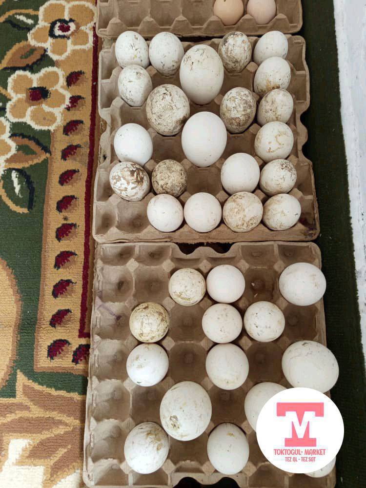 кааздын жумурткасы сатылат 
баасы 200с
адрес комсомол