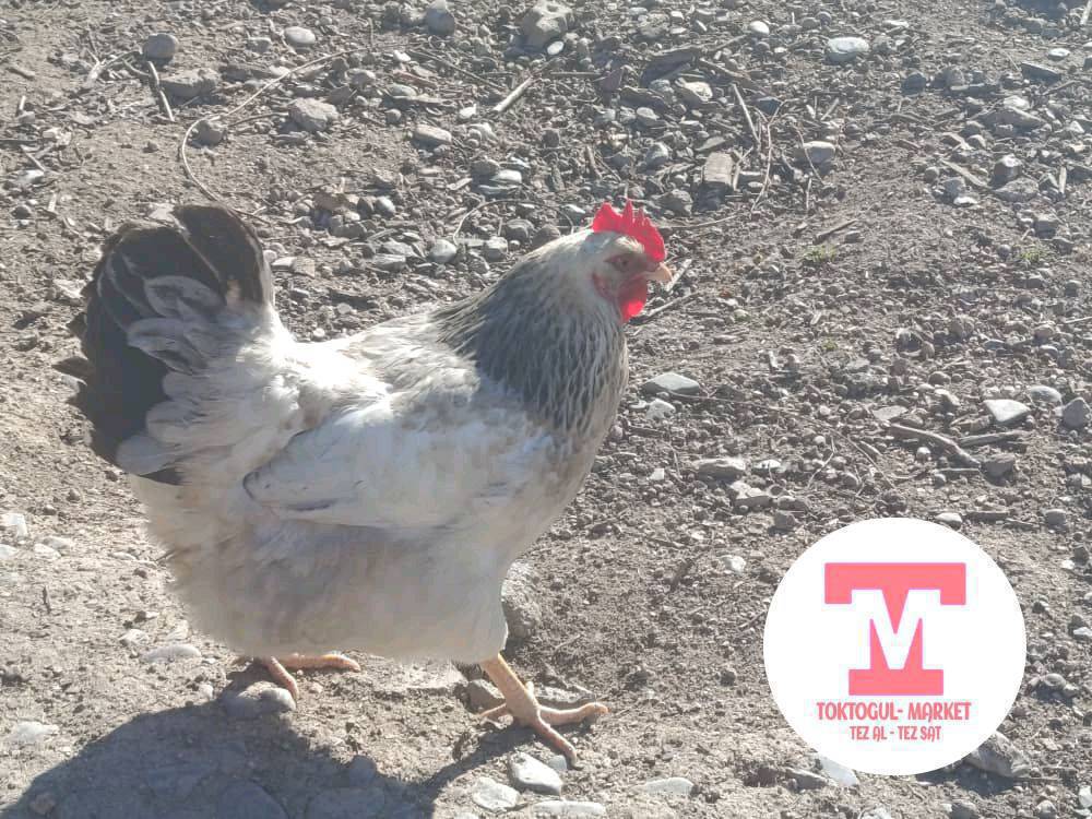 тоок сатылат сойсо да болот семиз 850  сомдон берем