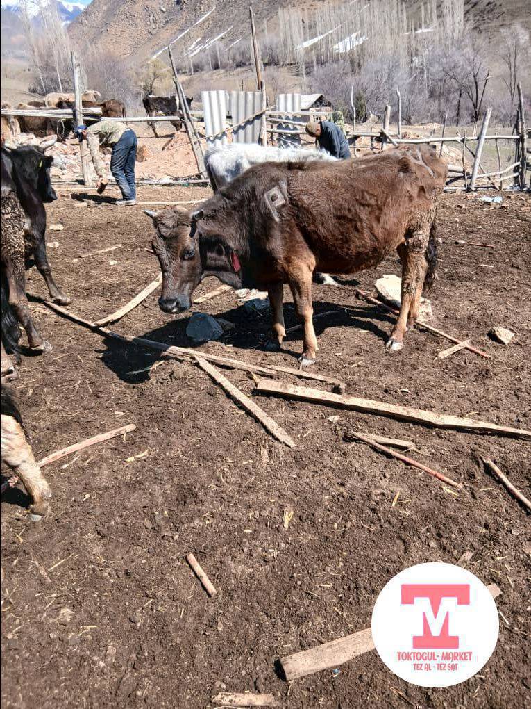 ушул уй жок болуп жатат коргондор болсо айтып койунуздарчы