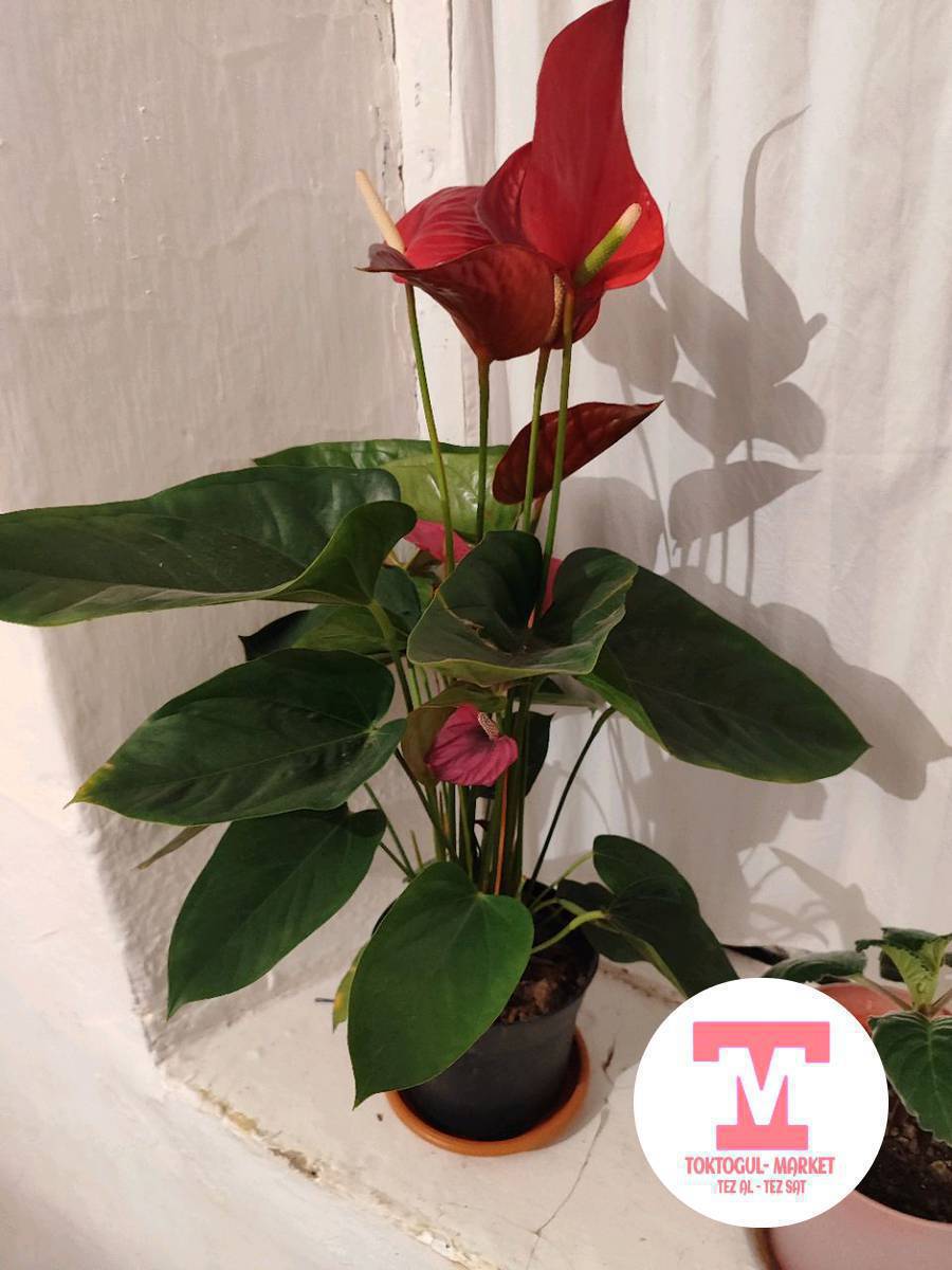 ушул гул сатылат 1500сом срочно