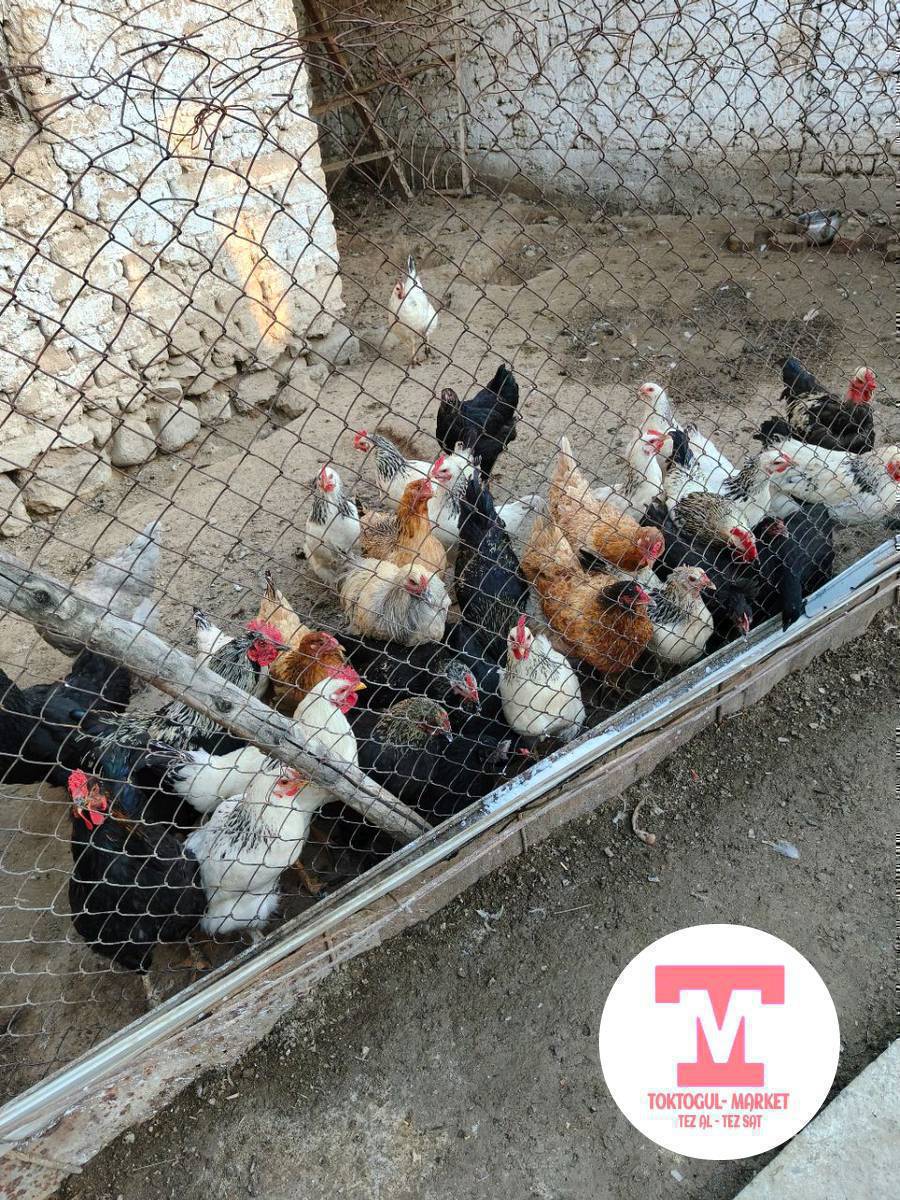 короз,тоок,балалуу тоок сатылат